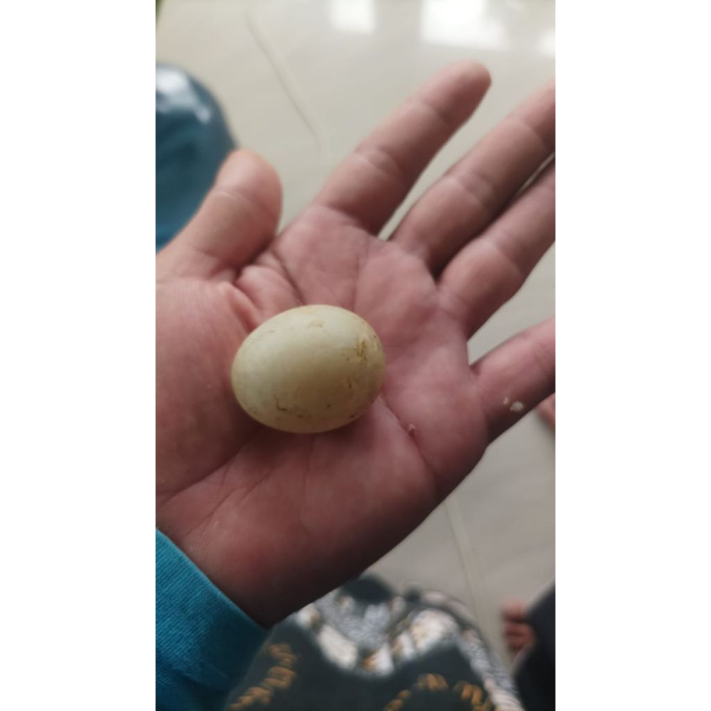 

TELUR KECIL BEBEK MANILA JANTAN UNIK