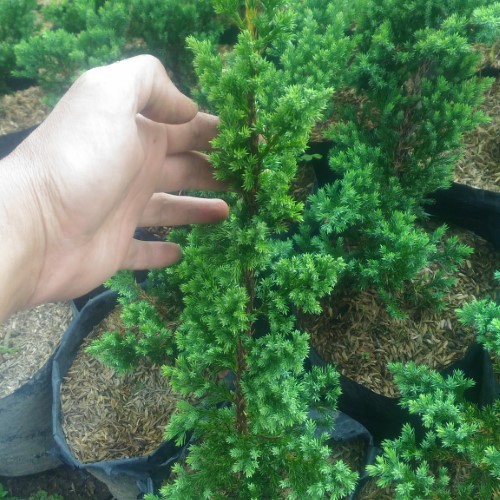 Cemara Pua Pua - Cemara PuaPua - Bibit Cemara Pua Pua - Tanaman Hias - Pohon Cemara Pua Pua