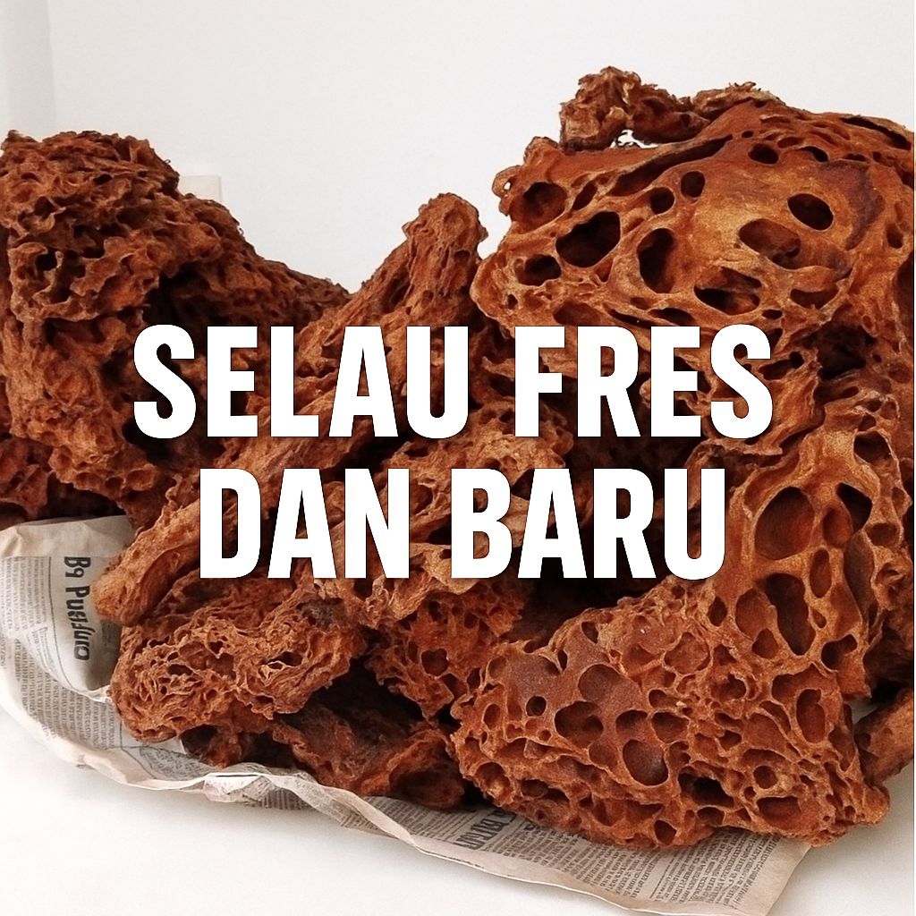 

sarang semut merah/sarang semut papua/olwh oleh khas papua/obat herbal untuk kanker/obat herbal untuk kolestrol/obat herbal sarang semut/sarang semut asli dari papua