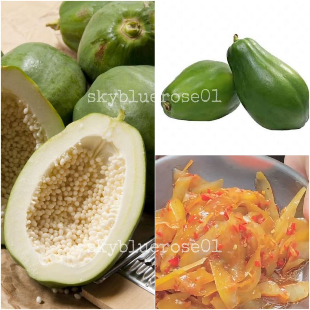 

PEPAYA MUDA 1kg