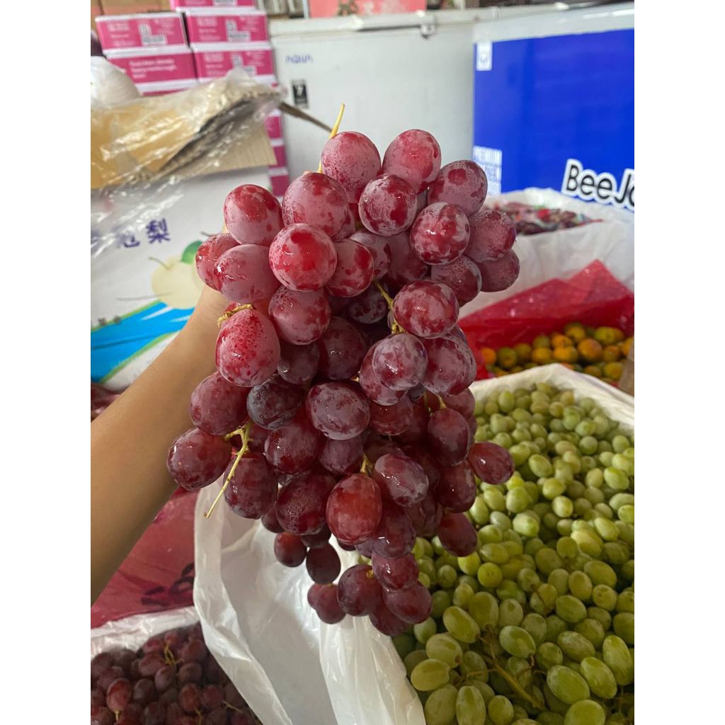 

Anggur Red Ausi