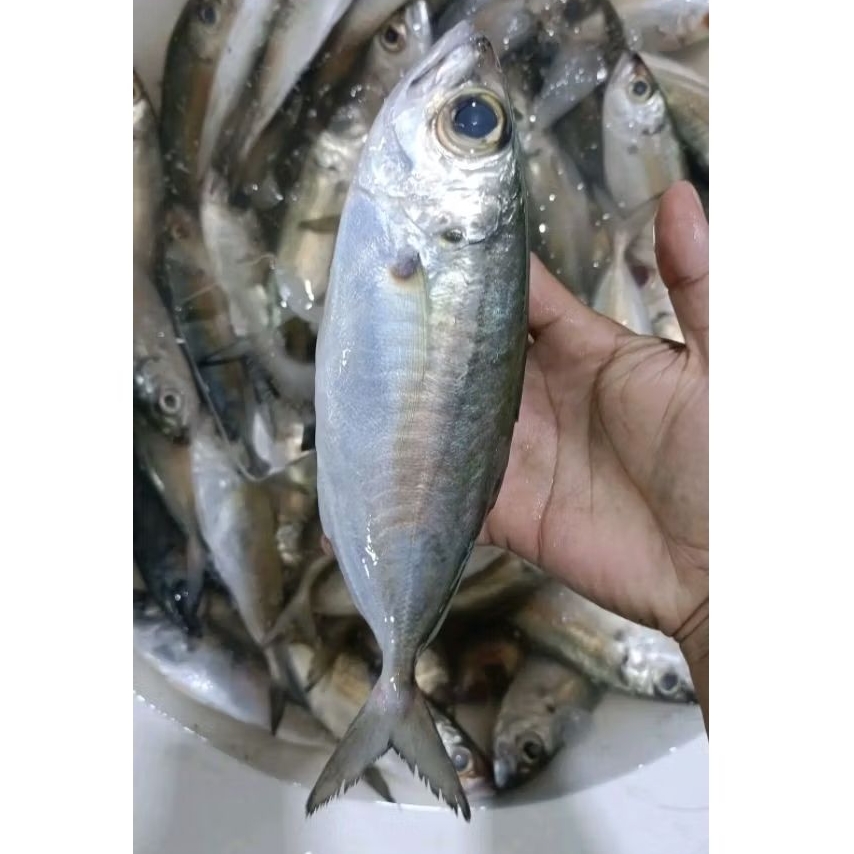 

ikan Kembung mata belo Ikan bentrong hasil laut segar