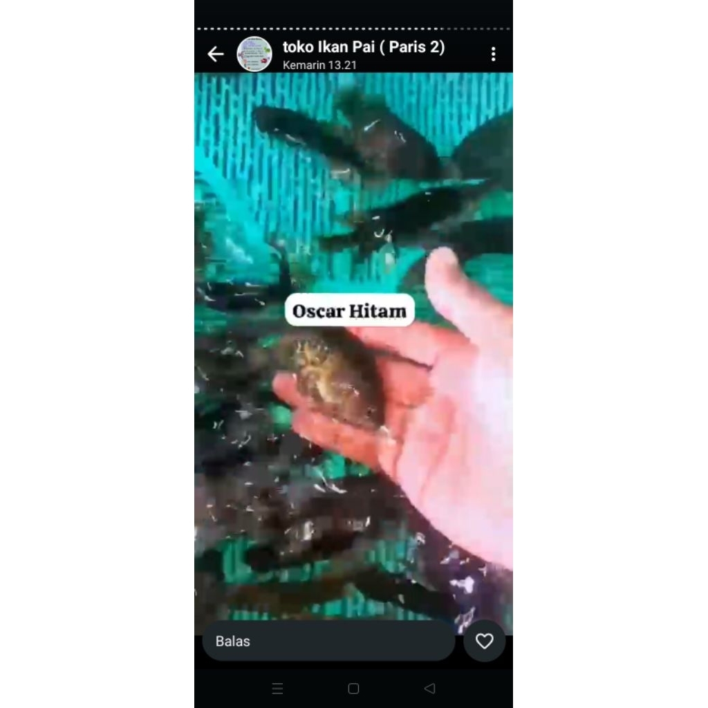 ikan Oscar hitam batik