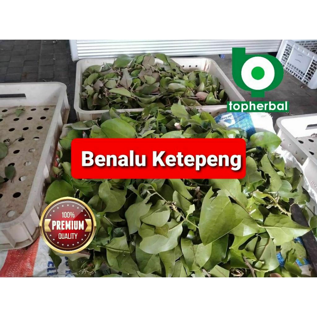 

Daun benalu ketepeng kering hijau grade A+ 1kg/1000gram