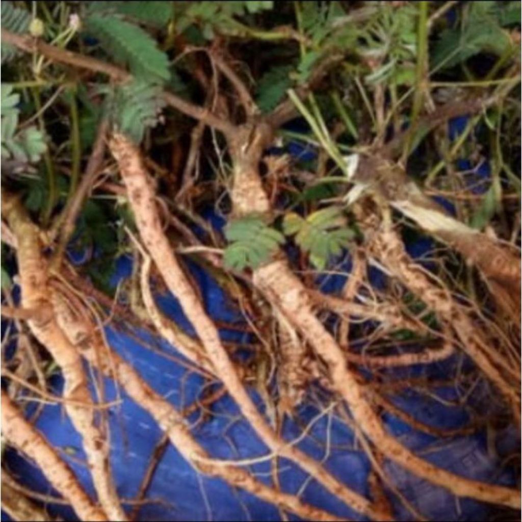 

AKAR PUTRI MALU FRESH 250GR