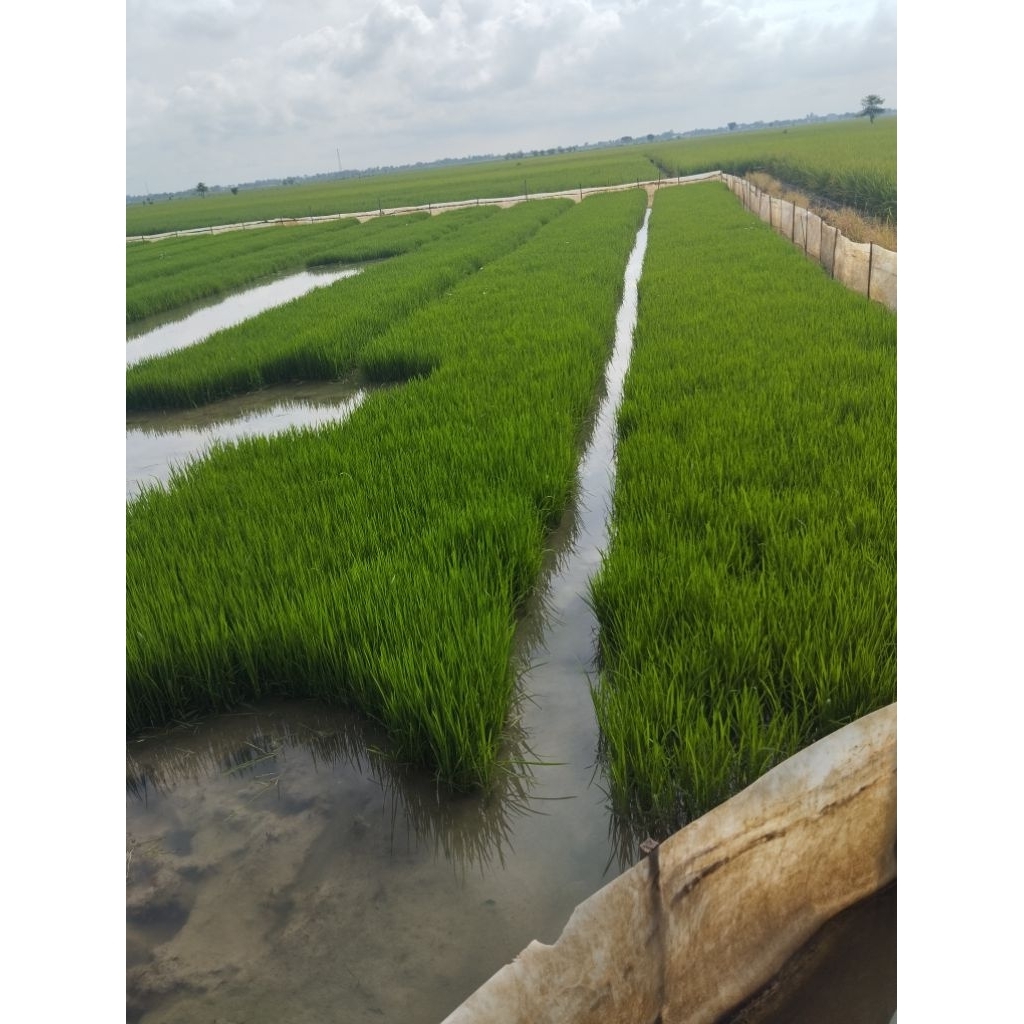 saya jual bibit padi siap tanam. 100grm.
