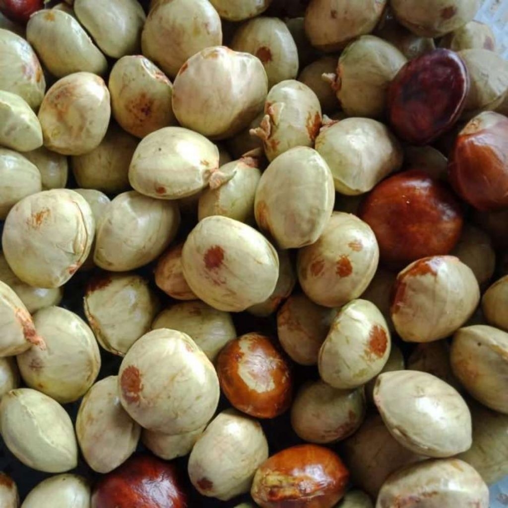 

jengkol tua sudah kupas kulitnya/500g