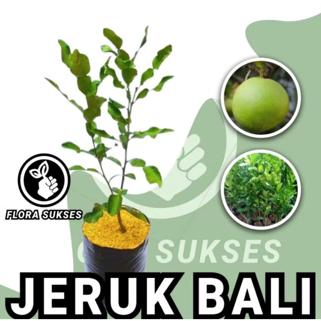 Bibit Tanaman Jeruk Bali Okulasi Bibit Jeruk Bali