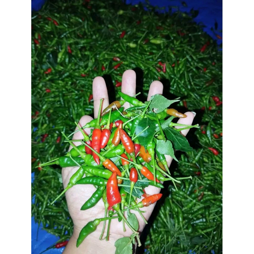

cabe rawit gubung/cabe burung 500g