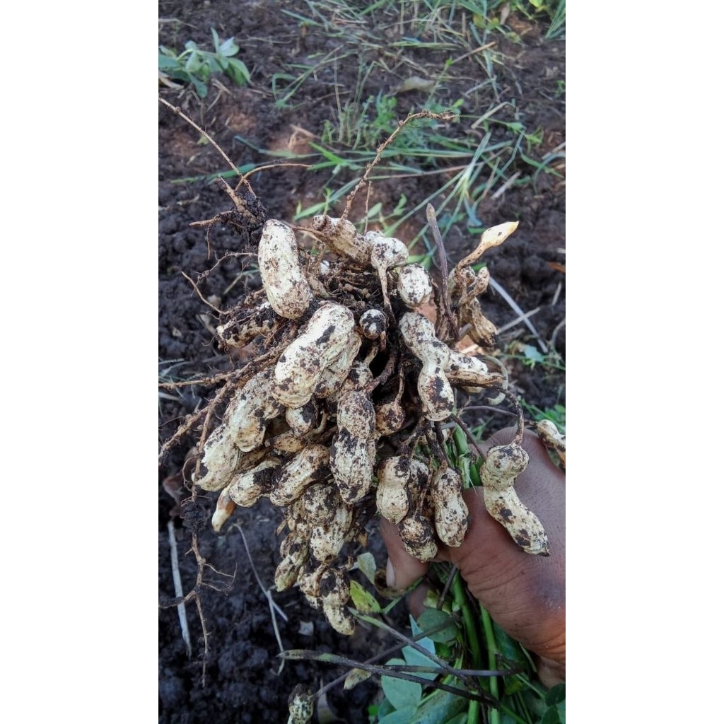 

Kacang Tanah Mentah Unggul Super Pres Di Ambil Langsung Bila Ada Orderan Masuk 500grm