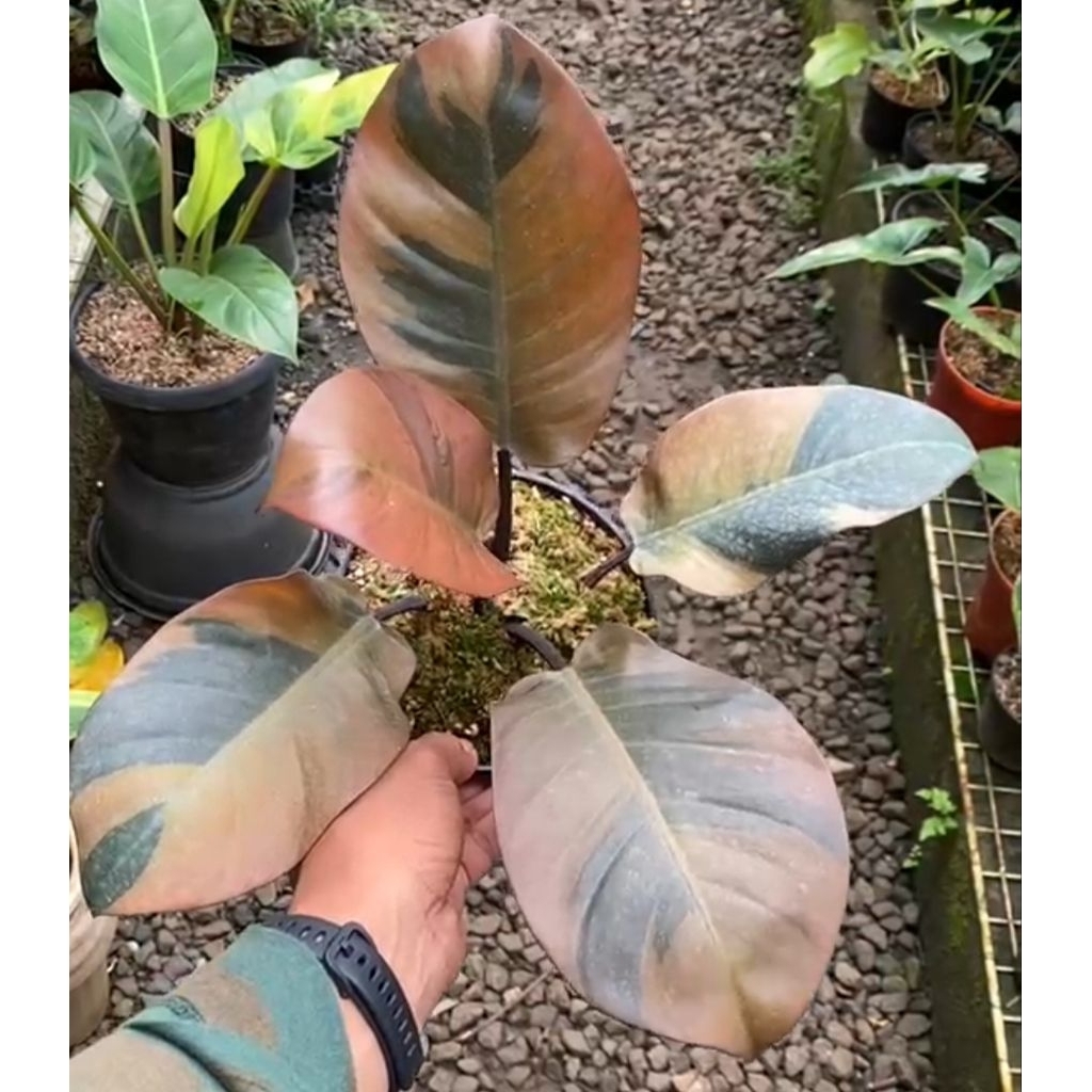 Tanaman Hias Philodendron Black Cardinal Varigata/Black Kardinal Variegated