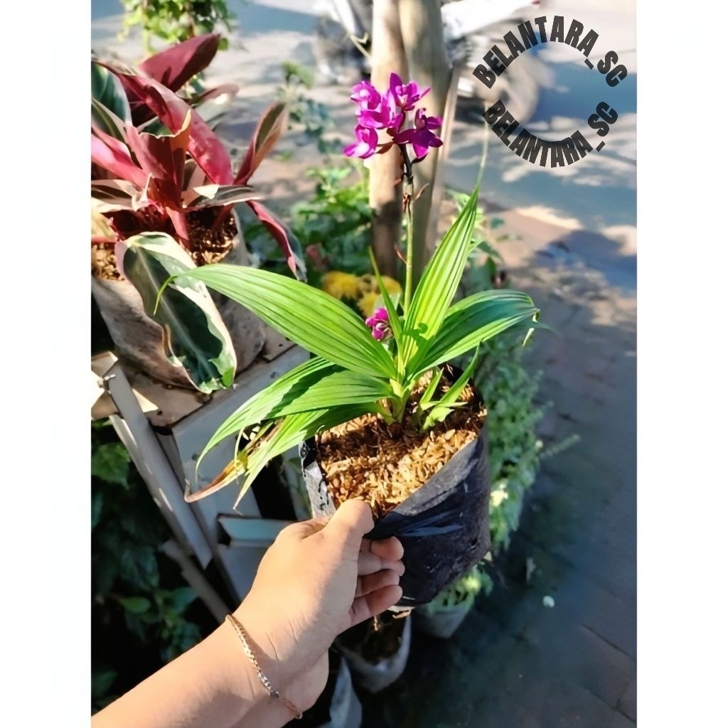 Anggrek Tanah/Bibit Anggrek Tanah Siap Berbunga