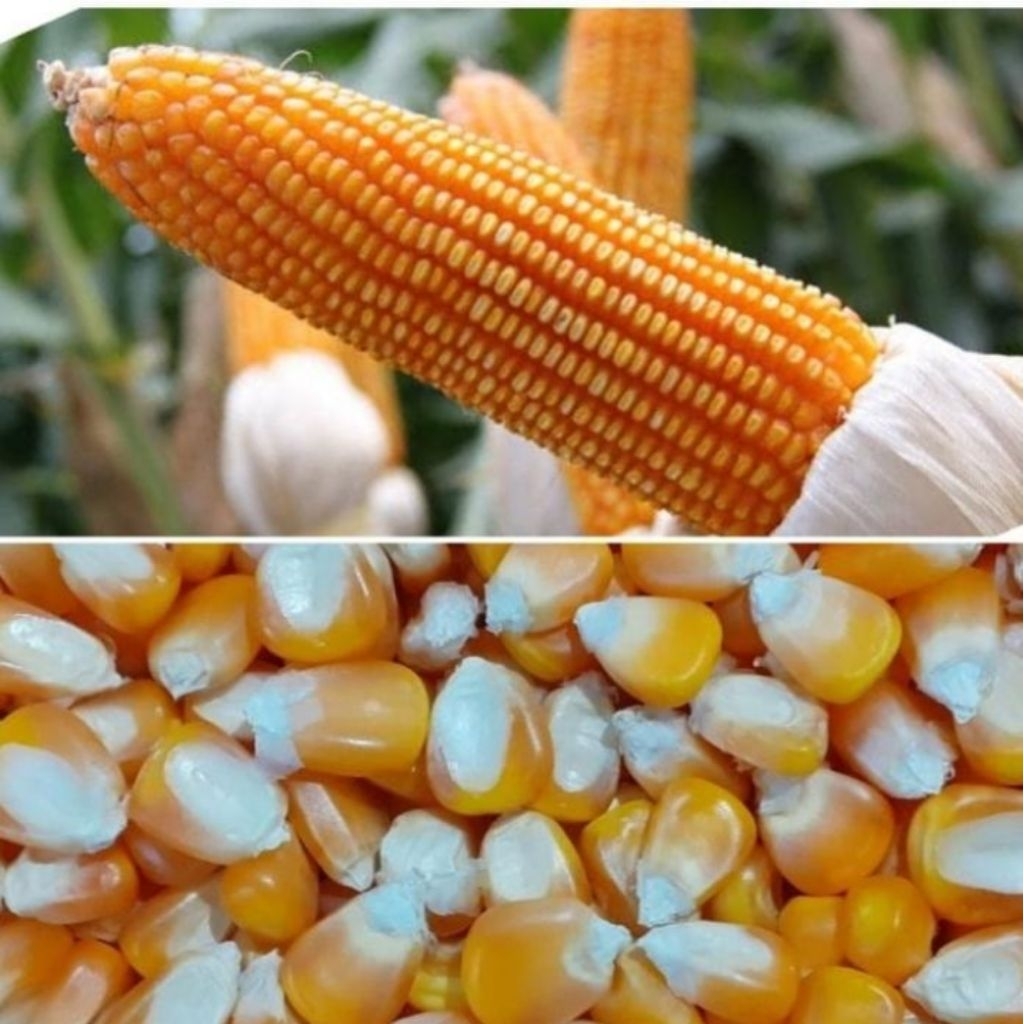 

PROMOOO!!! 1KG BENIH JAGUNG LOKAL GROBOGAN MUDAH TUMBUH TAHAN BULAI/JAGUNG PIPIL PILIHAN