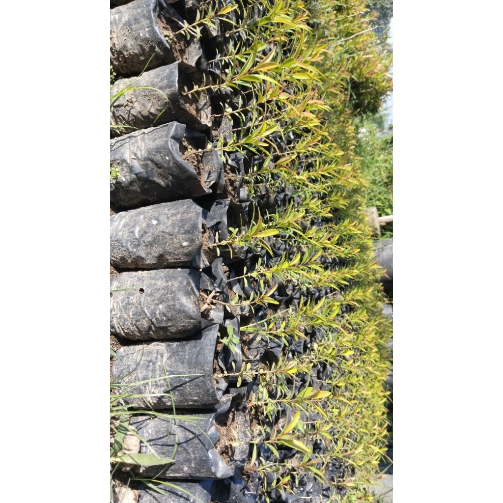 Pucuk merah/pucuk merah bibit/pucuk merah siap tanam/pucuk merah tanaman