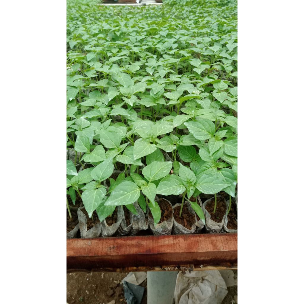 Bibit Cabe Ori 212 Siap Tanam