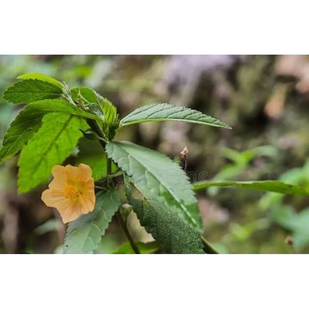 

Daun Sida gori/Daun Sada gori segar baru petik 50 gram