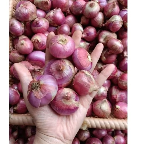

Bawang Merah Dari Petani Super Jumbo mix Sedang