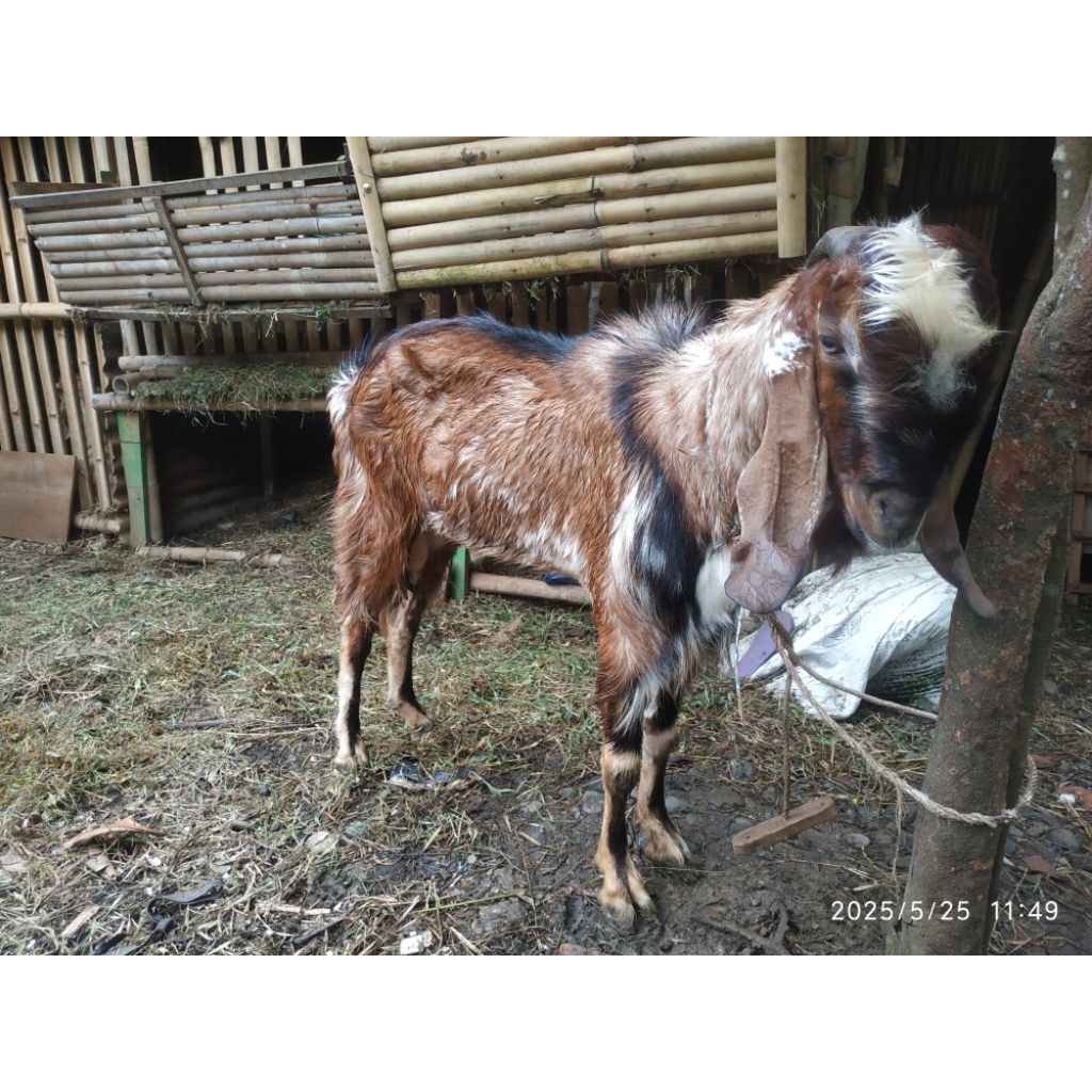 

Kambing Qurban 2025