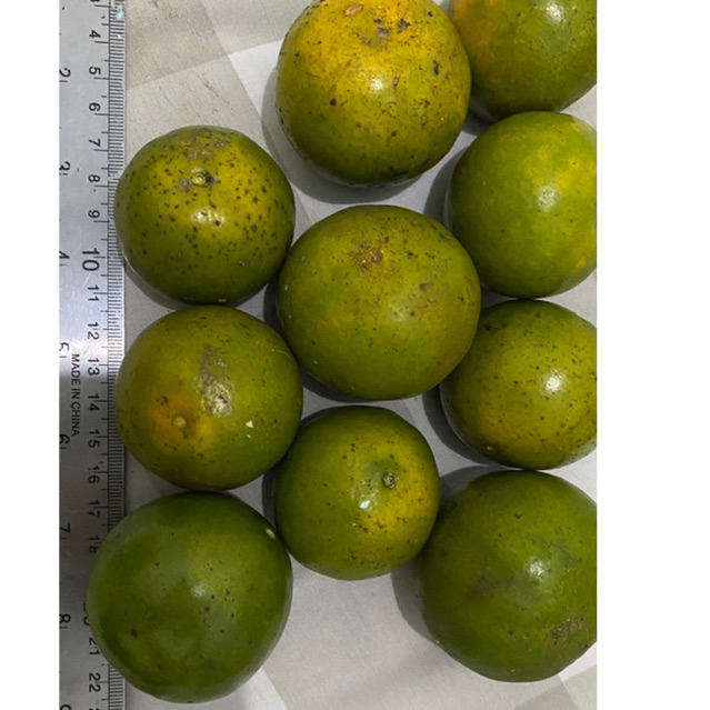 

JERUK PERAS MANIS JERUK WEDANG MANIS JERUK MANIS JERUK BUAH MANIS JERUK JEMBER JERUK MURAH JERUK FRESH JERUK SEGAR JERUK FRESH MURAH MANIS JERUK BANYUWANGI JERUK PERAS MANIS