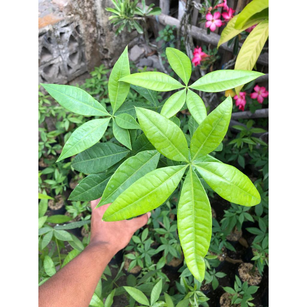 Tanaman Hias Pachira Tanaman Hias Pachira - Pohon Duit