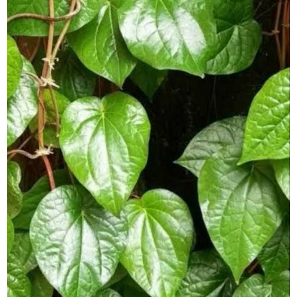 

Daun suruh hijau asli organik harga 1 lembar rempah nusantara