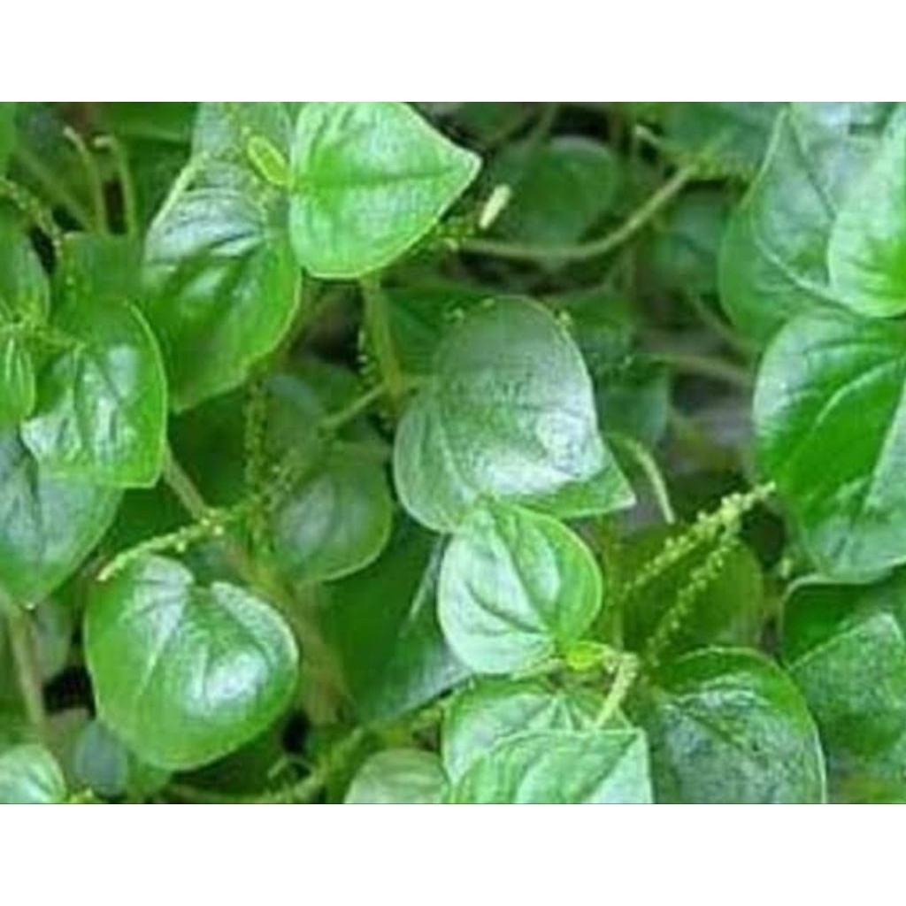 

Daun suruh Cina asli organik berat 100gr rempah nusantara