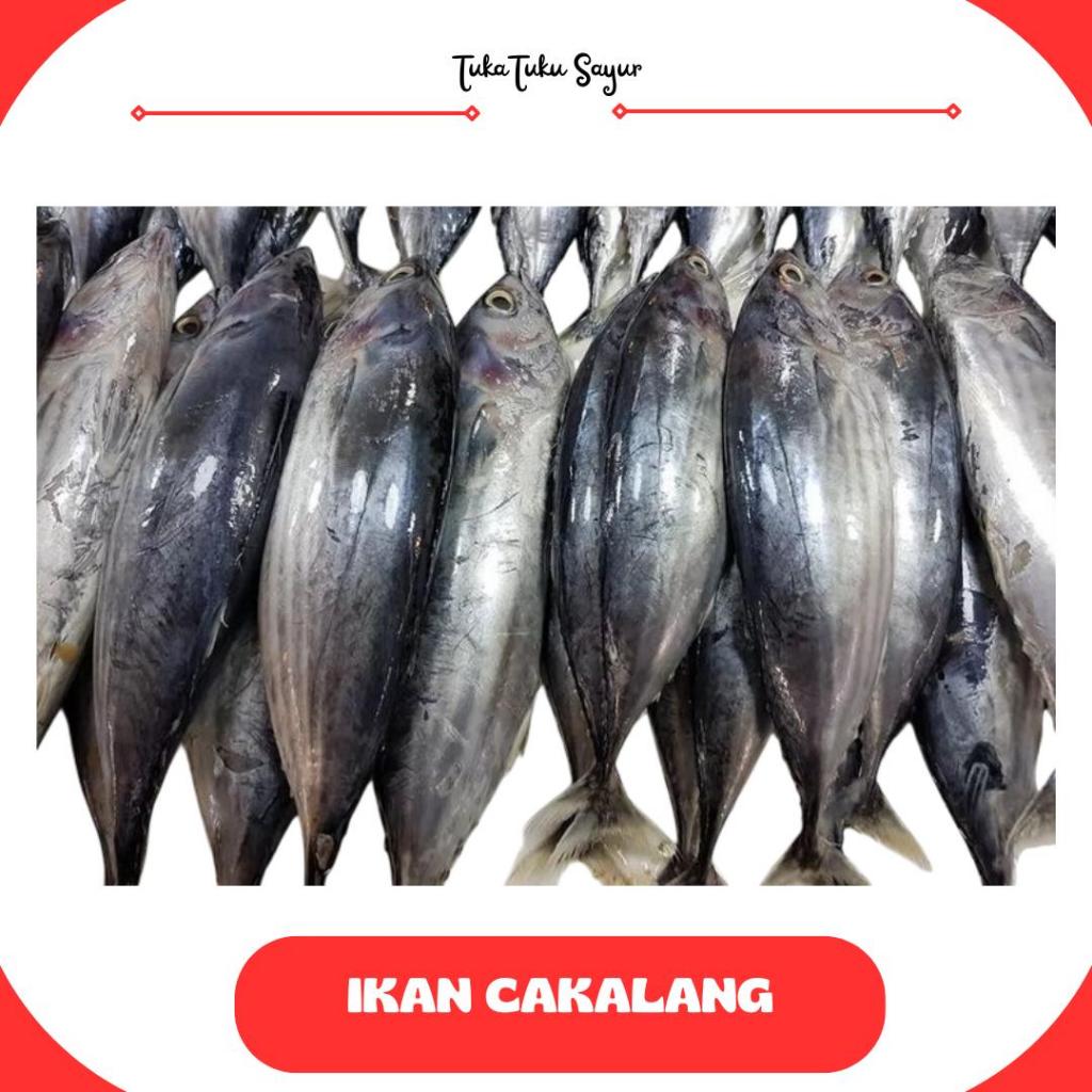 

IKAN CAKALANG 1KG / IKAN SEGAR / IKAN FRESH - TukaTuku Sayur