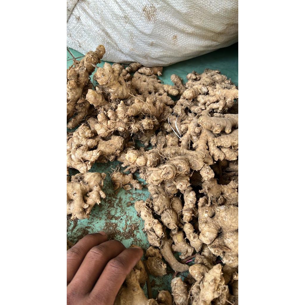 

Jahe Emprit Fresh belum dicuci