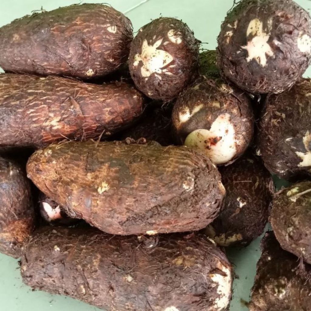 

ubi talas segar 1kg siap kirim