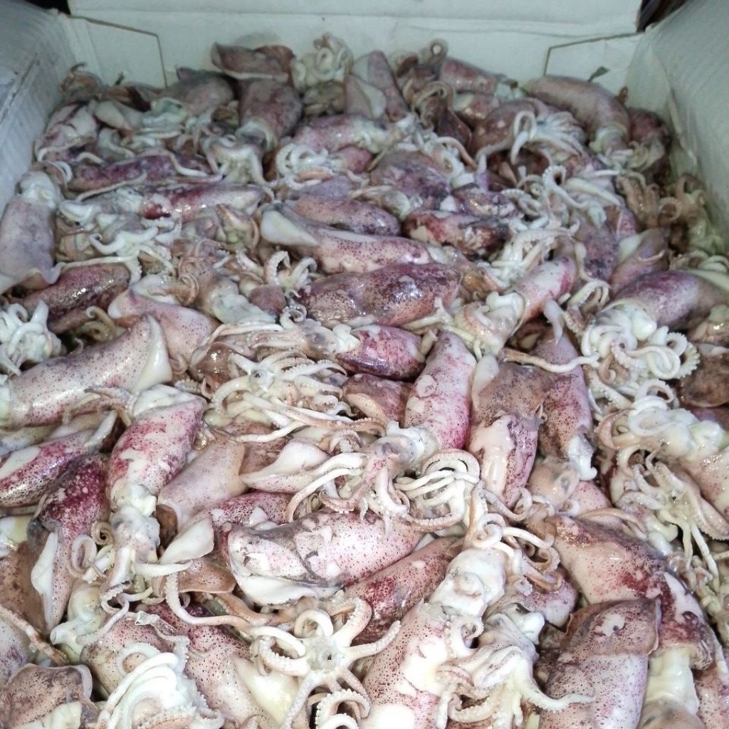 

CUMI ASIN SUPER PREMIUM