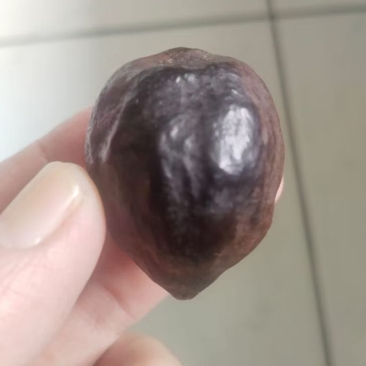 Kemiri Adu Muncang Adu Jalim Jawa Ori Garung Koclak Goblag