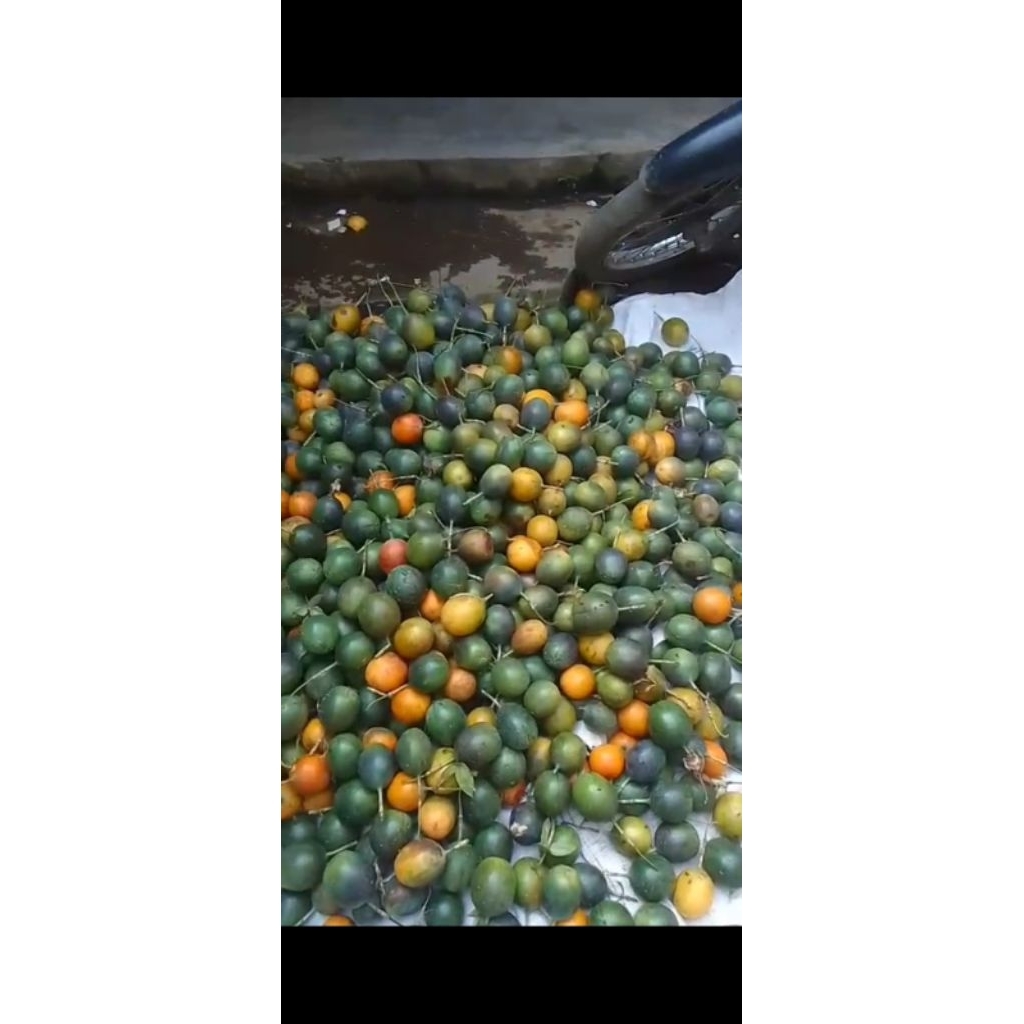 

konyal khusus grosir 50 kilo