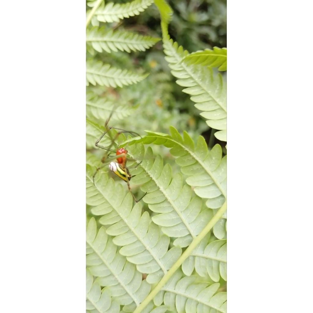 

laba.daun.hidup.per.1.ekor