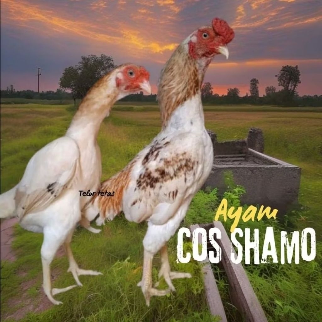 

telur ayam cos shamo asli bisa untuk di tetaskan