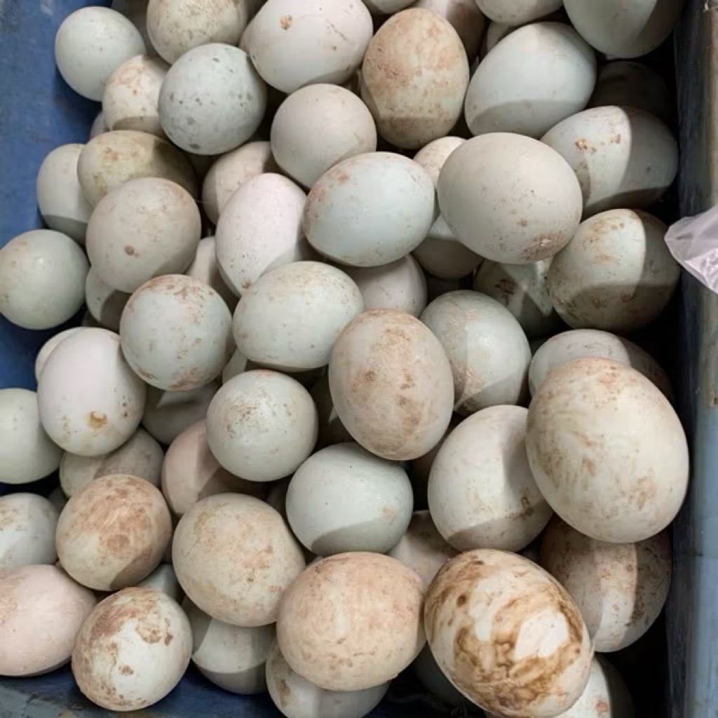 

telur bebk 5 butir