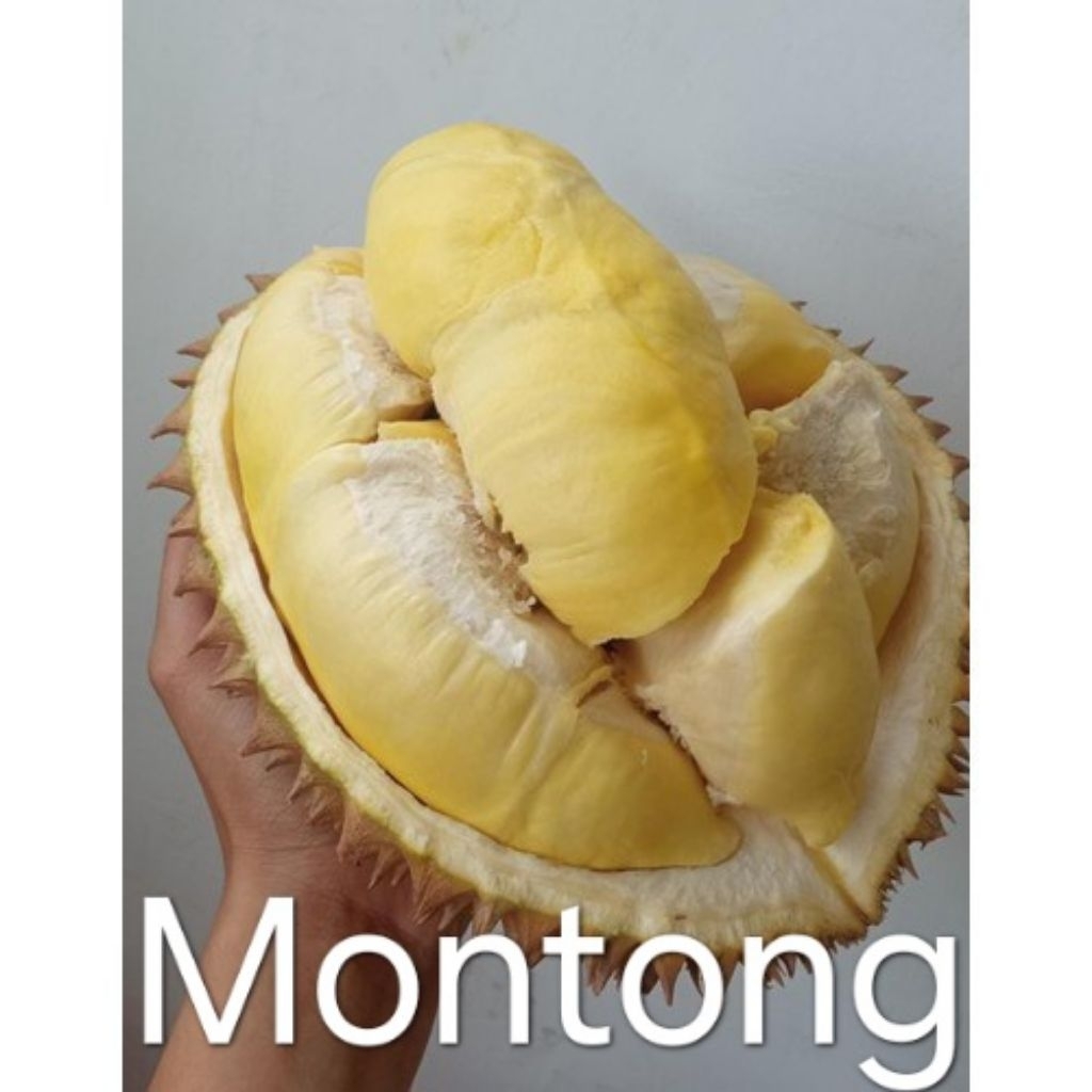 

DURIAN MONTONG KAKI 3 HASIL STEK BATANG