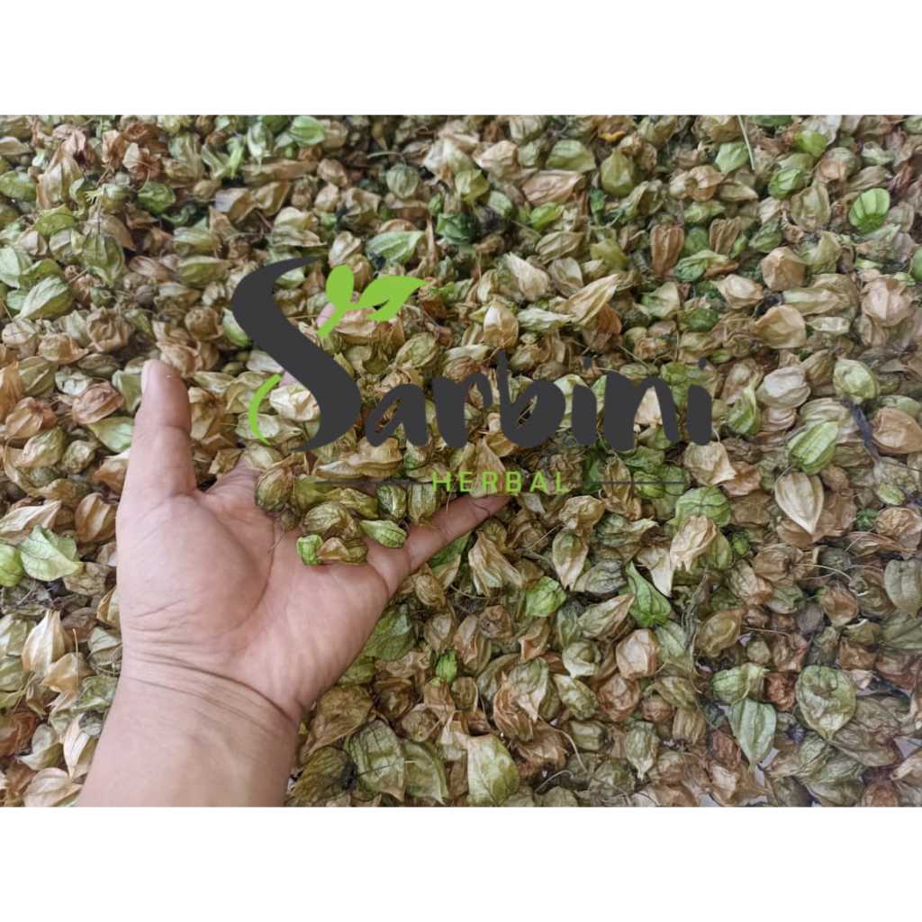 

Ceplukan / Ciplukan Kering / Kering Ceplukan / Ciplukan 100 gram / 250 gram / Simplisia Kering Ceplukan / Ciplukan Garansi Terjamin 100% Asli Murni / Bahan Ceplukan / Ciplukan Kering / Bahan Ceplukan / Ciplukan Premium / Jamu Herbal Ceplukan / Ciplukan