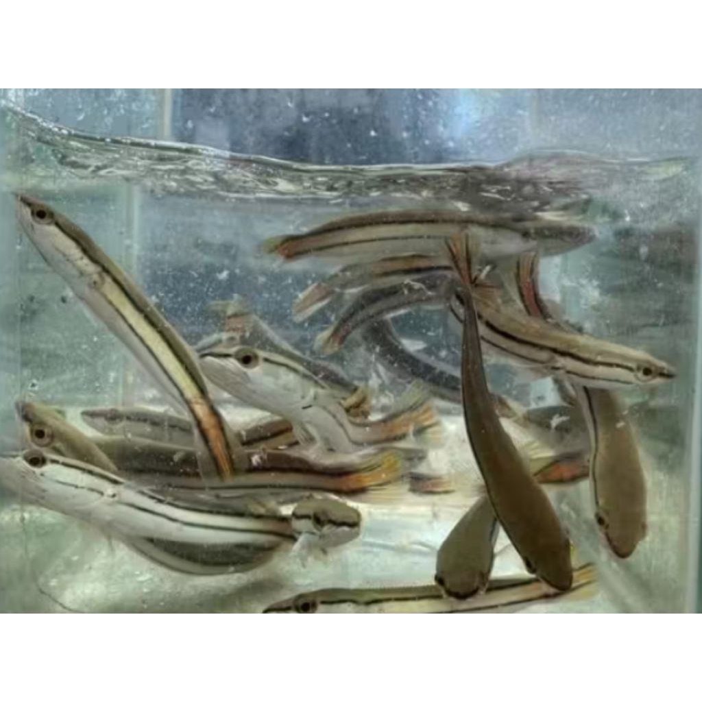 HIASAN AKUARIUM CANA MARU YS