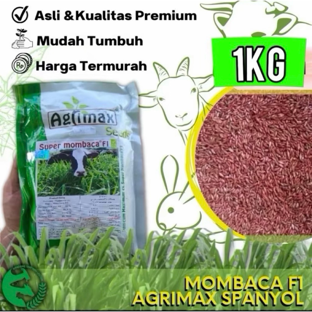 Benih super Mombaca F1 1kg biji agrimax spanyol