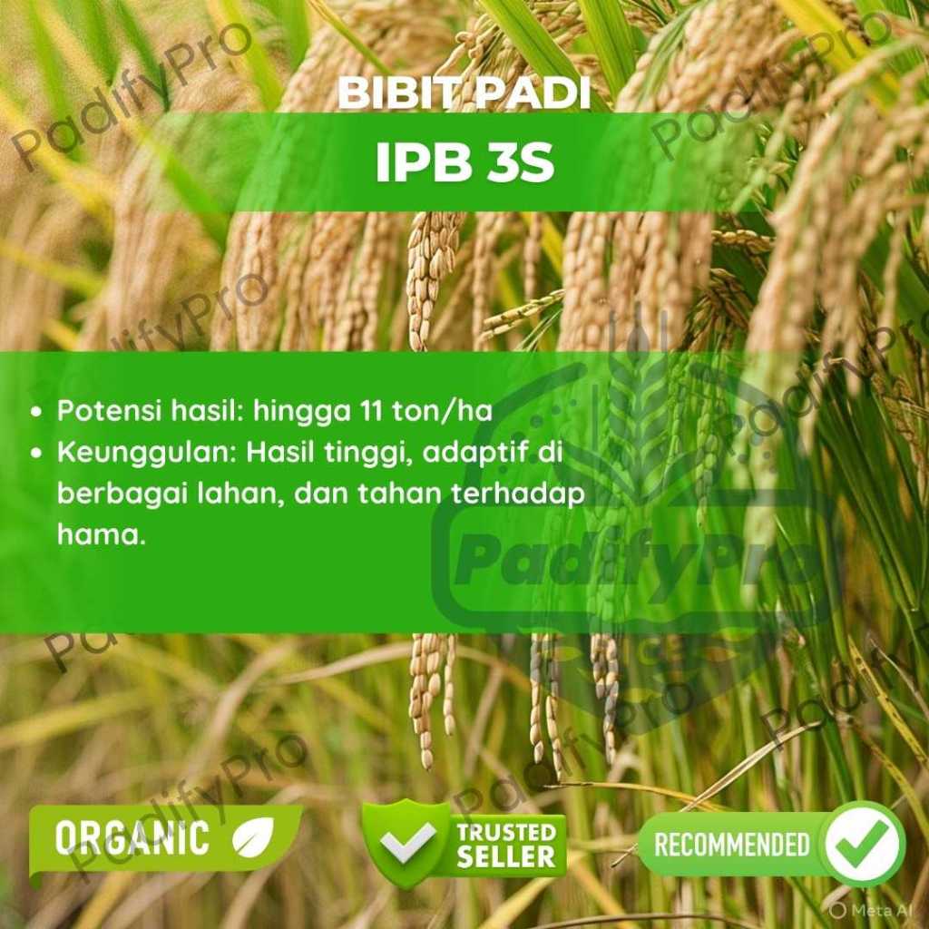 

Bibit Padi IPB 35 Unggul | Benih Padi Toleran Kekeringan | Panen Cepat & Tahan Hama