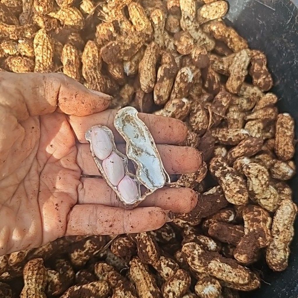 

kacang madura langsung dri kebun