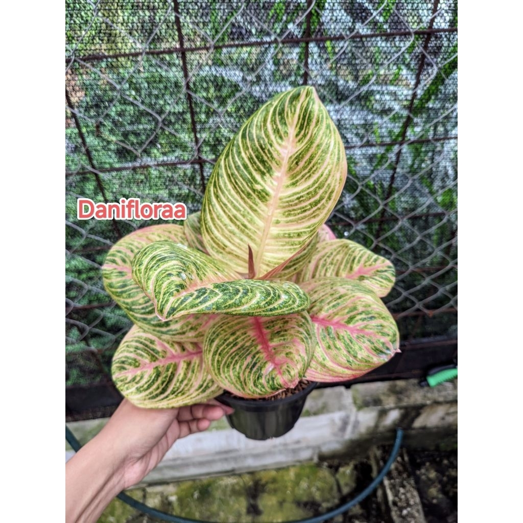 Aglaonema Marsha Anjani Induk