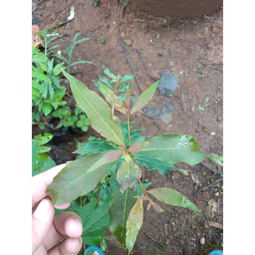 Bibit Tanaman Unik Pohon Pelangi / Eucalyptus Deglupta / Rainbow Eucalyptus