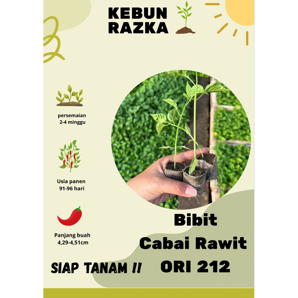Bibit cabai ORI 212