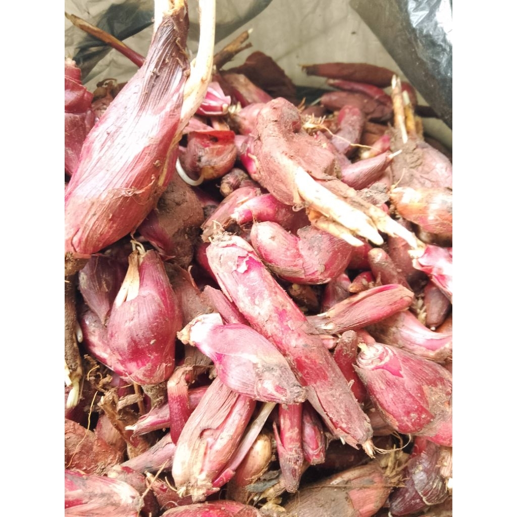 

bawang dayak segar per 500gram