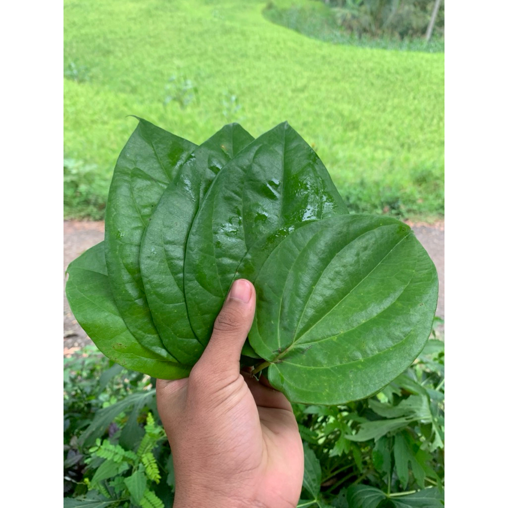

Daun sirih segar sirih herbal alami petik langsung paketan per 10 lembar.