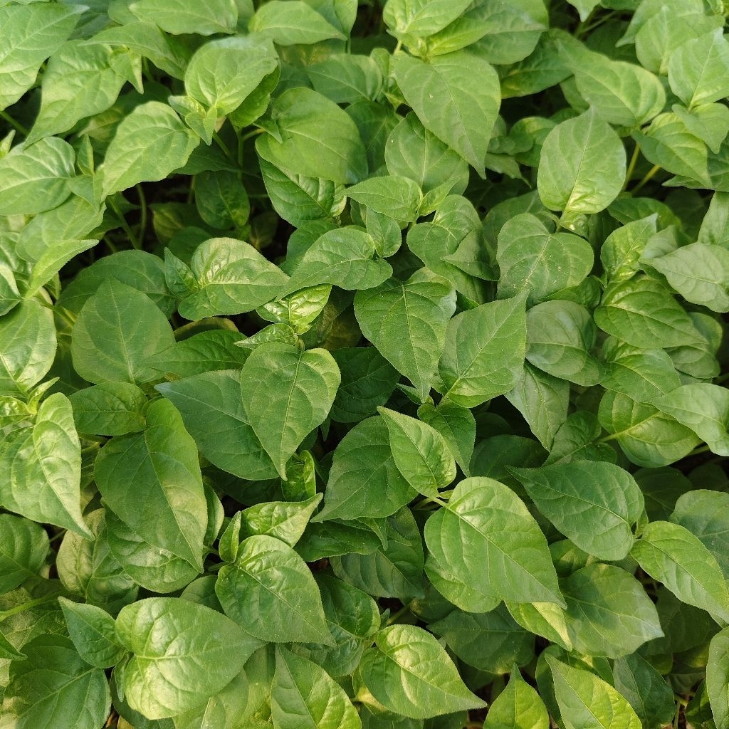 50 batang Benih cabe rawit setan siap tanam, bibit cabe siap tanam