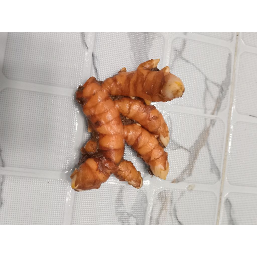 

KUNYIT SEGAR ASLI 250 GRAM