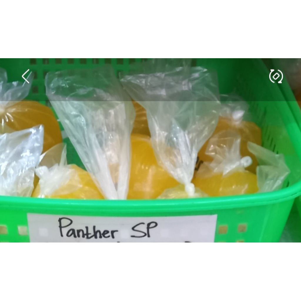 

sponge-pelembut-panther-sp-100gr