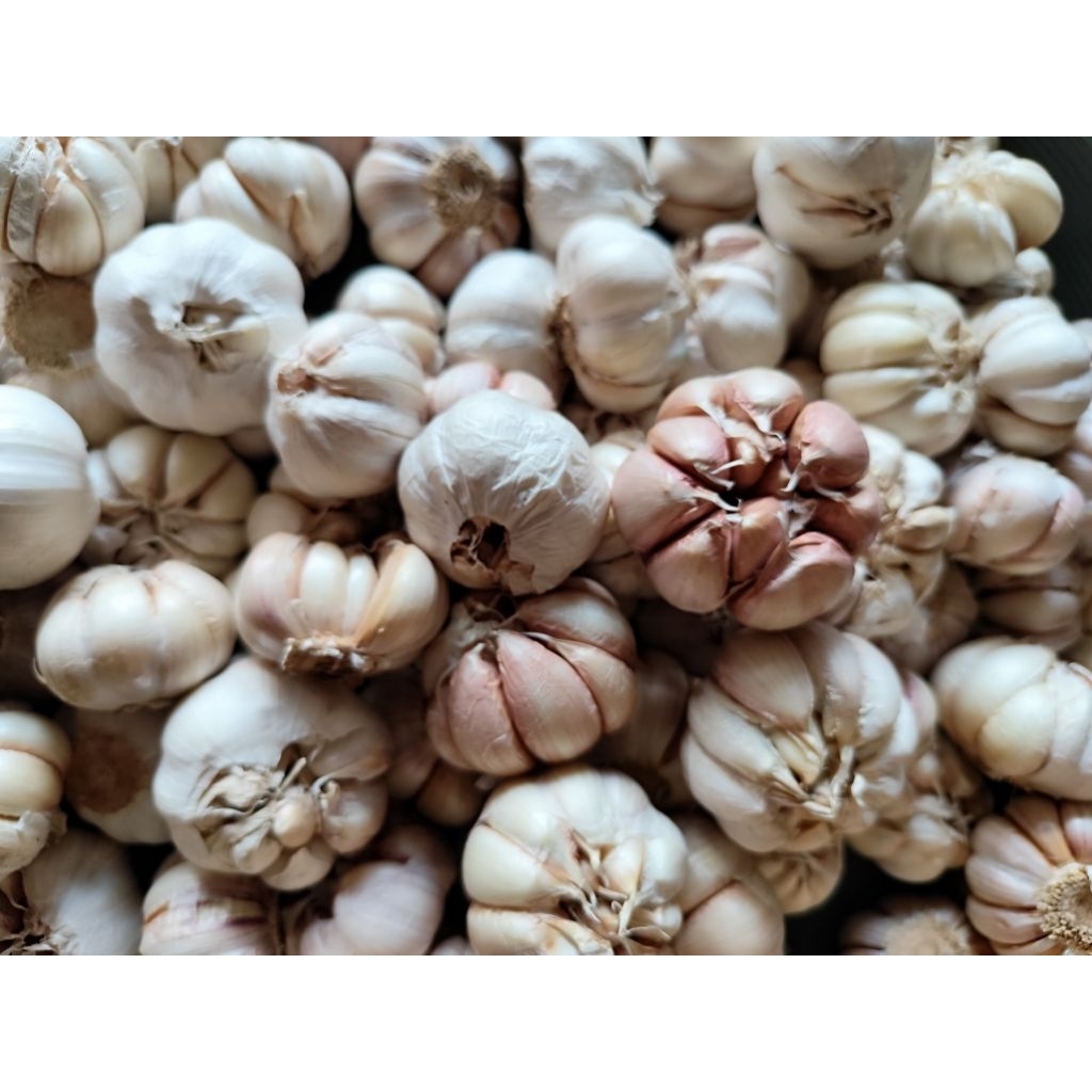 

Bawang Putih Honan 500 gr